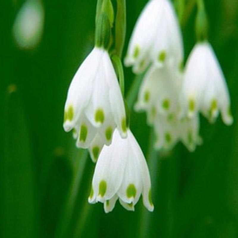 White Rich Aroma Flower seeds for Planting Colorful Display, Heirloom & GMO Free Seeds for Home Garden seeds for planting