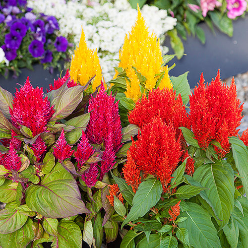 Colorful Celosia Spicata Seeds For Planting