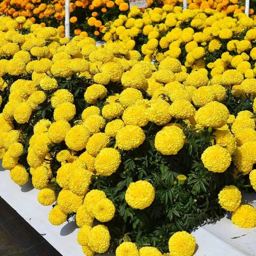 Goldmelisse Flower seeds for Planting Compact Growth, Heirloom & GMO Free Seeds for Home Garden seeds for planting