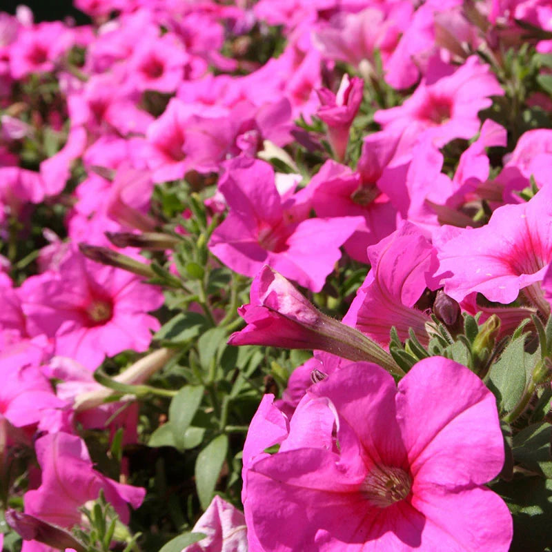 Cerise Pink Petunia Flower seeds for Planting - Seasonal Bloomer, Heirloom & GMO Free Seeds for Home Garden