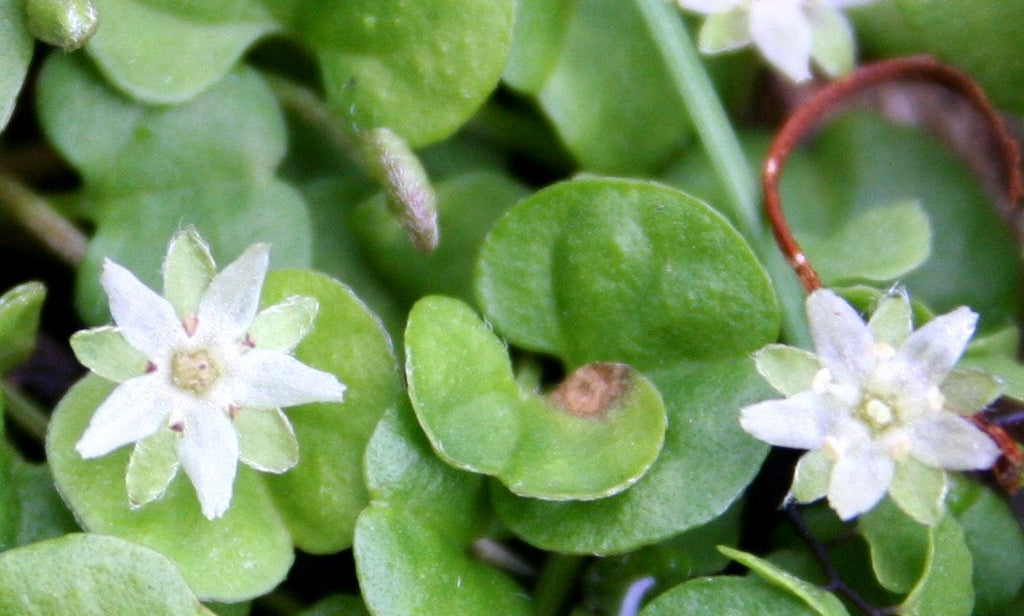 Premium Dichondra Repens Lawn Flower seeds for Planting Garden Favorite, Heirloom & GMO Free Seeds for Home Garden seeds
