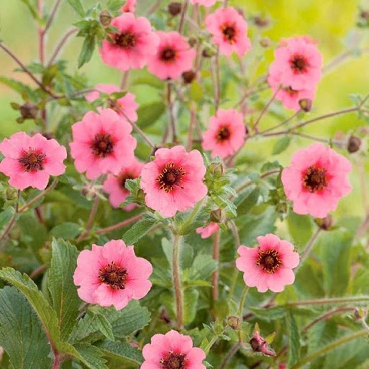 Pink Cinquefoil Flower seeds for Planting Hardy Variety, Heirloom & GMO Free Seeds for Home Garden vegetable and garden seeds