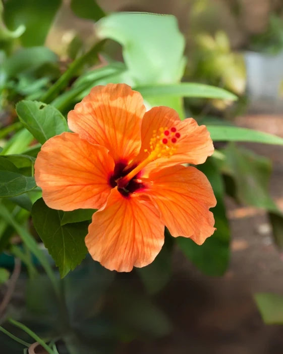 High quality Orange Hibiscus Rosa Sinensis Flower seeds for Planting Cut Flower Favorite, Heirloom & GMO Free Seeds for Home Garden seeds pack