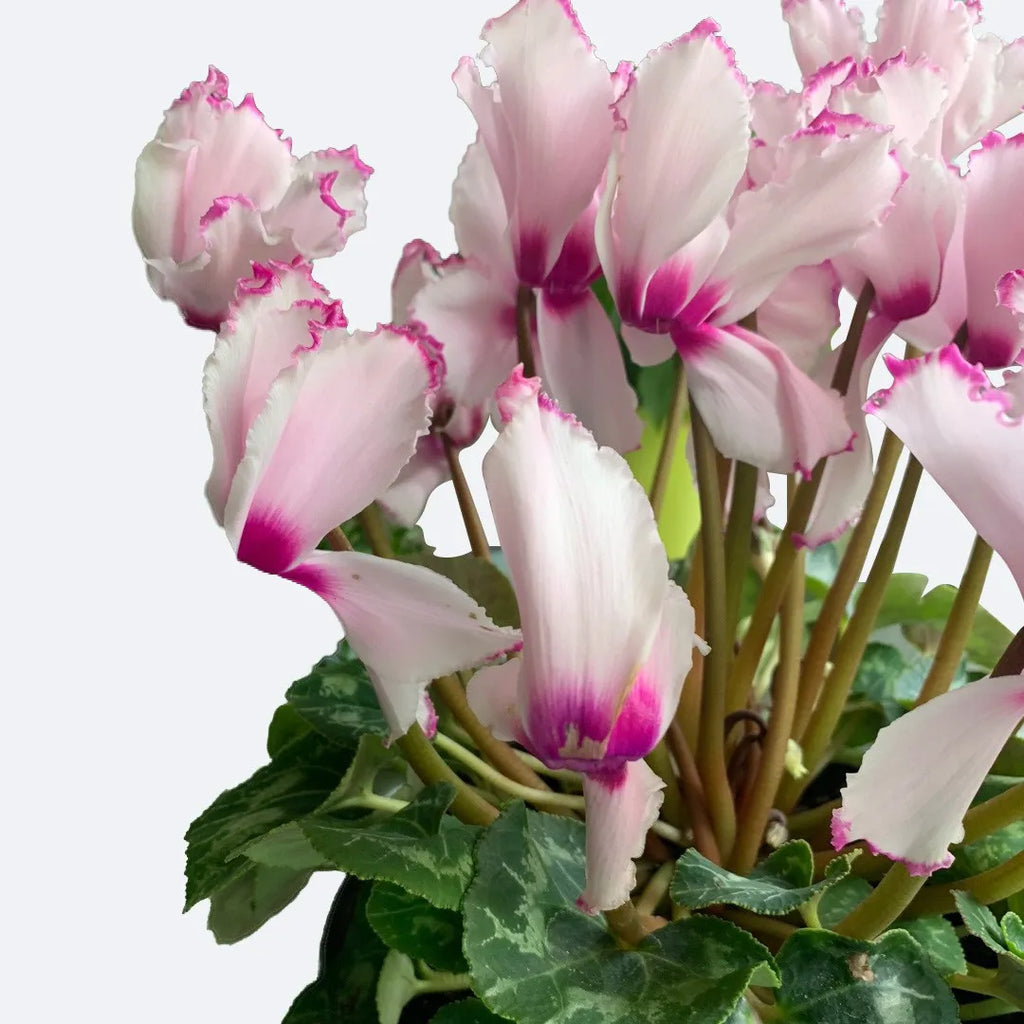 Premium Purple White Cyclamen Flower seeds for Planting Easy to Grow, Heirloom & GMO Free Seeds for Home Garden seeds