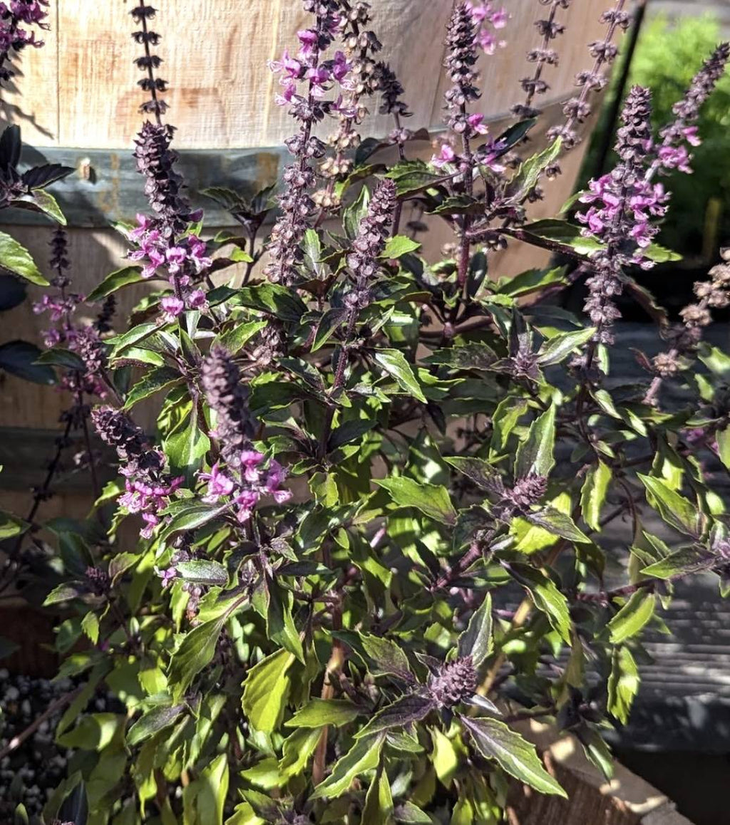 High quality Violet Ocimum Flower seeds for Planting Cottage Garden Essential, Heirloom & GMO Free Seeds for Home Garden seeds pack