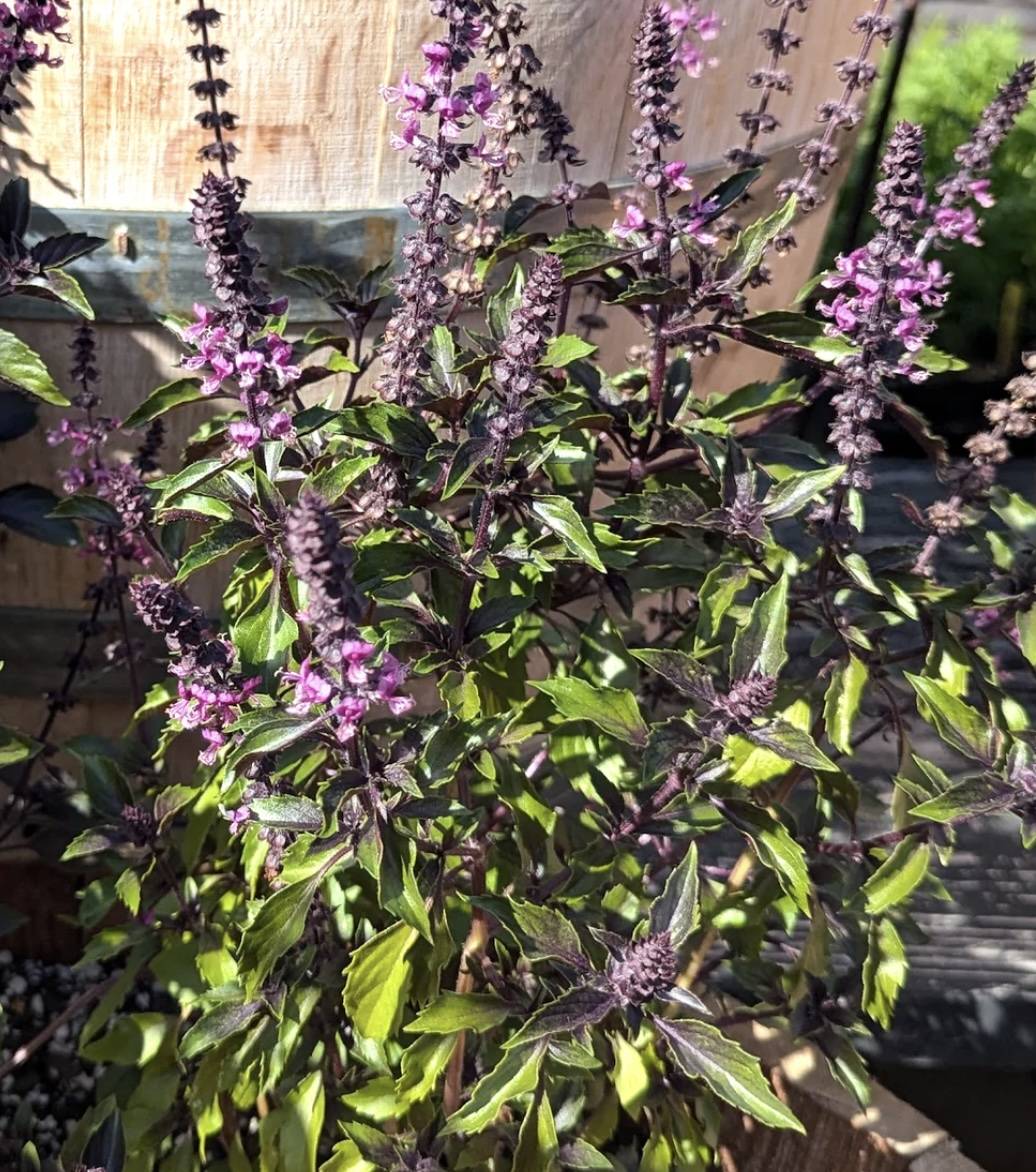 High quality Violet Ocimum Flower seeds for Planting Cottage Garden Essential, Heirloom & GMO Free Seeds for Home Garden seeds pack