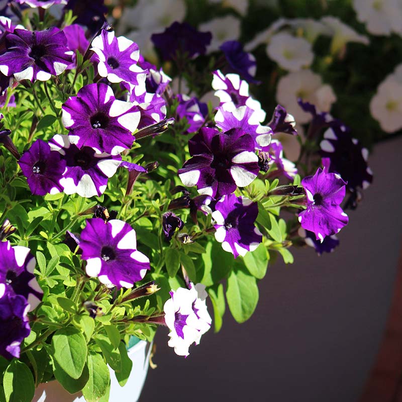 Shock Wave Tie Dye Purple Petunia Flower seeds for Planting Shade Tolerant, Heirloom & GMO Free Seeds for Home Garden seeds for planting