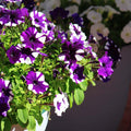 Shock Wave Tie Dye Purple Petunia Flower seeds for Planting Shade Tolerant, Heirloom & GMO Free Seeds for Home Garden seeds for planting