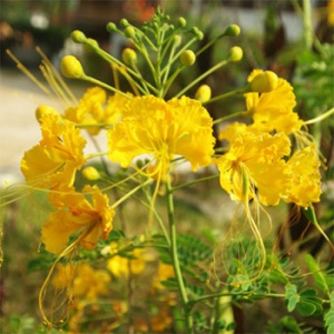 Caesalpinia Flower seeds for Planting Vibrant Colors, Heirloom & GMO Free Seeds for Home Garden seeds for planting