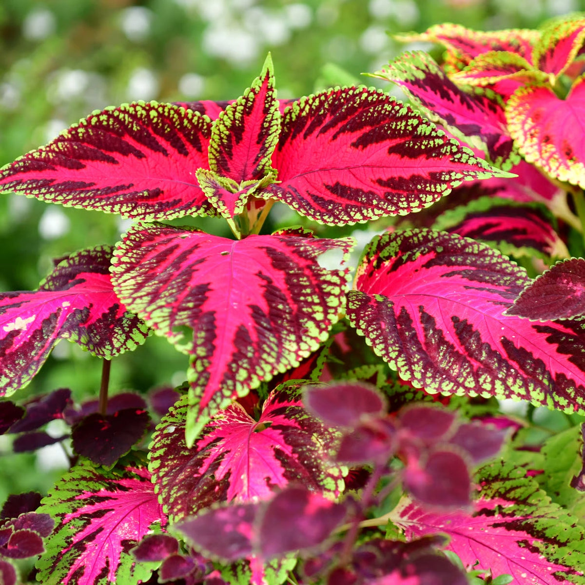 Maroon Coleus Flower seeds for Planting Colorful Display Heirloom & GMO Free Seeds for Home Garden