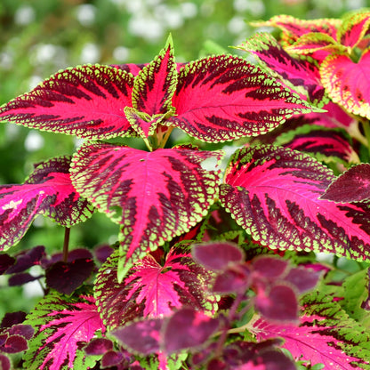 Maroon Coleus Flower seeds for Planting Colorful Display Heirloom & GMO Free Seeds for Home Garden