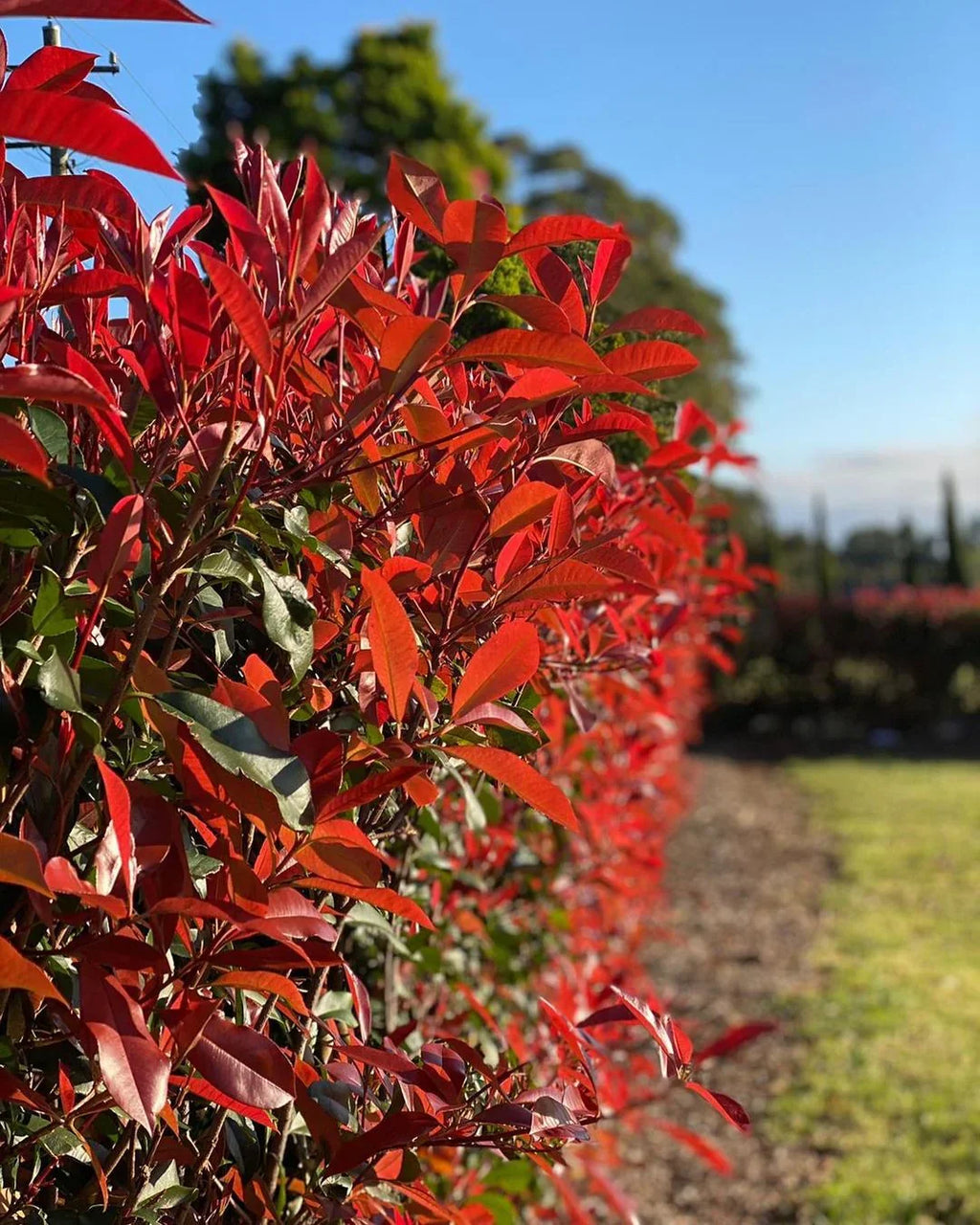 Photinia Serrulata Flower seeds for Planting Cut Flower Favorite, Heirloom & GMO Free Seeds for Home Garden vegetable and garden seeds