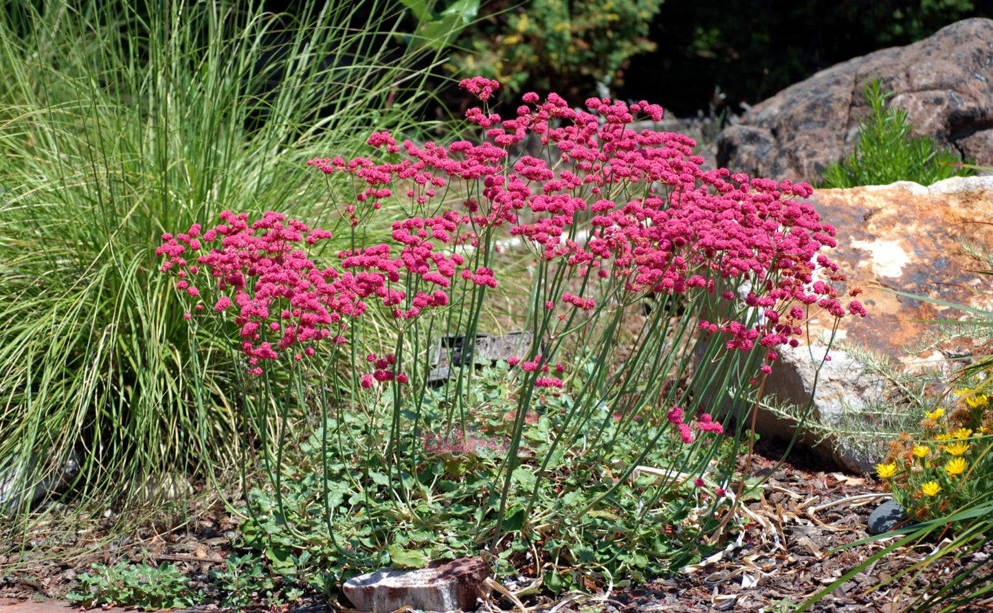 Eriogonum Grande Flower seeds for Planting, Pollinator Friendly Heirloom & GMO Free Seeds for Home Garden
