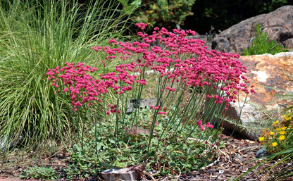 Eriogonum Grande Flower seeds for Planting, Pollinator Friendly Heirloom & GMO Free Seeds for Home Garden