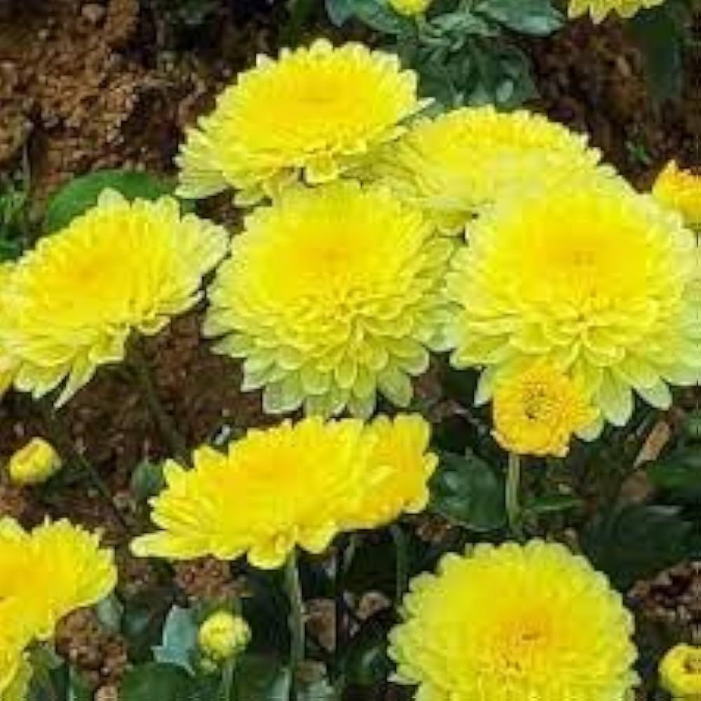 Non-GMO Chrysanthemum Seeds for Planting – Heirloom, Easy to Grow, Perennial, Autumn Blooms