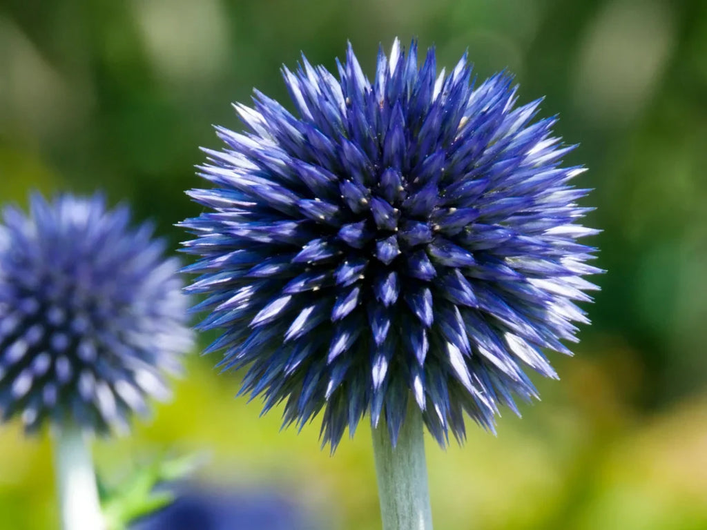 High quality Echinops Ritro Flower seeds for Planting Compact Growth, Heirloom & GMO Free Seeds for Home Garden seeds pack