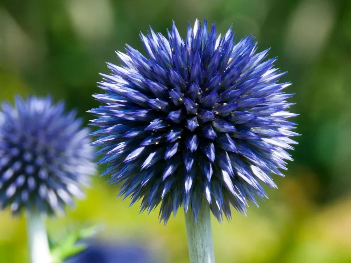 High quality Echinops Ritro Flower seeds for Planting Compact Growth, Heirloom & GMO Free Seeds for Home Garden seeds pack