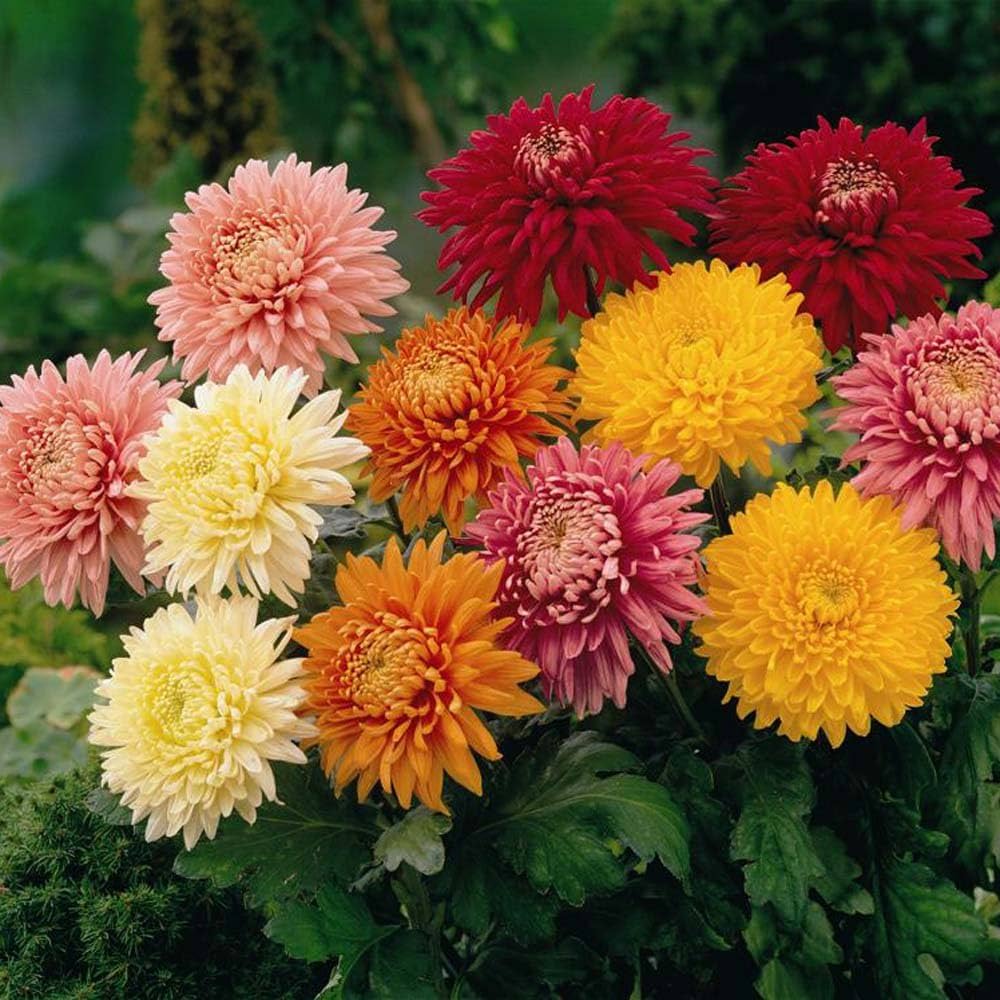 Non-GMO Chrysanthemum Seeds for Planting – Heirloom, Easy to Grow, Perennial, Autumn Blooms