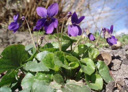Heirloom Viola Odorata Flower seeds for Planting Perfect for Borders Heirloom & GMO Free Seeds for Home Garden