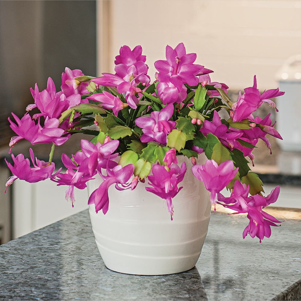 Zygocactus Purple Flower seeds for Planting Shade Tolerant, Heirloom & GMO Free Seeds for Home Garden vegetable and garden seeds