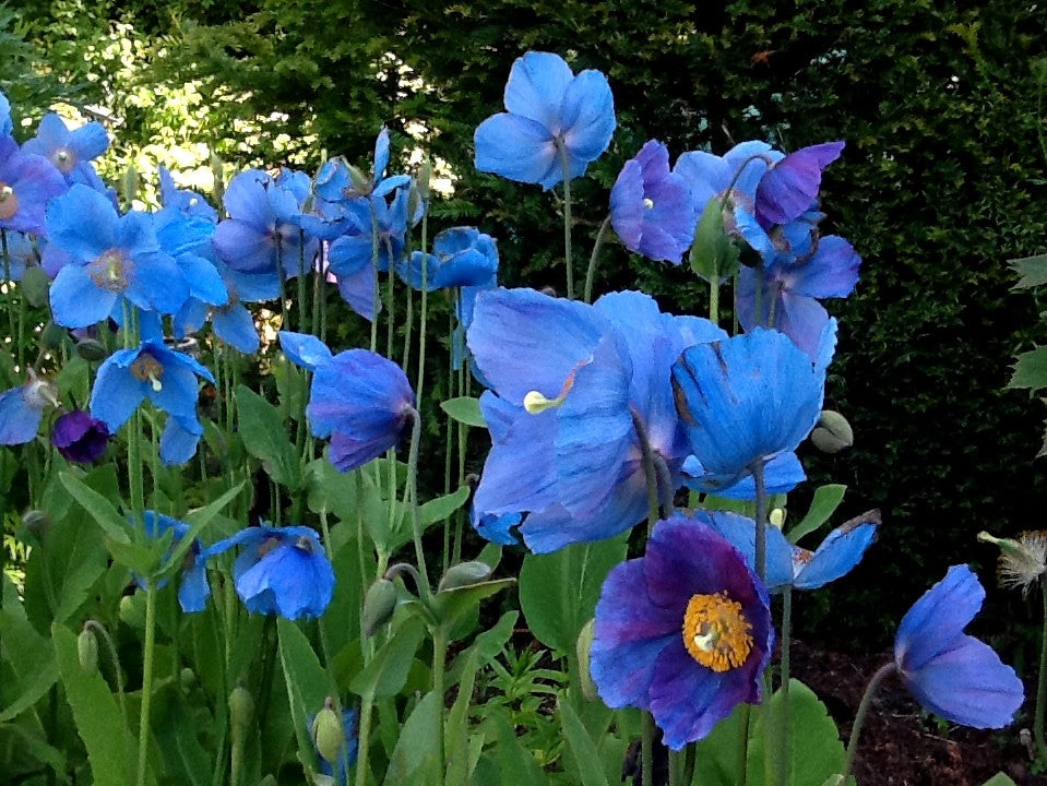 Lingholm Flower seeds for Planting Drought Tolerant, Heirloom & GMO Free Seeds for Home Garden vegetable and garden seeds