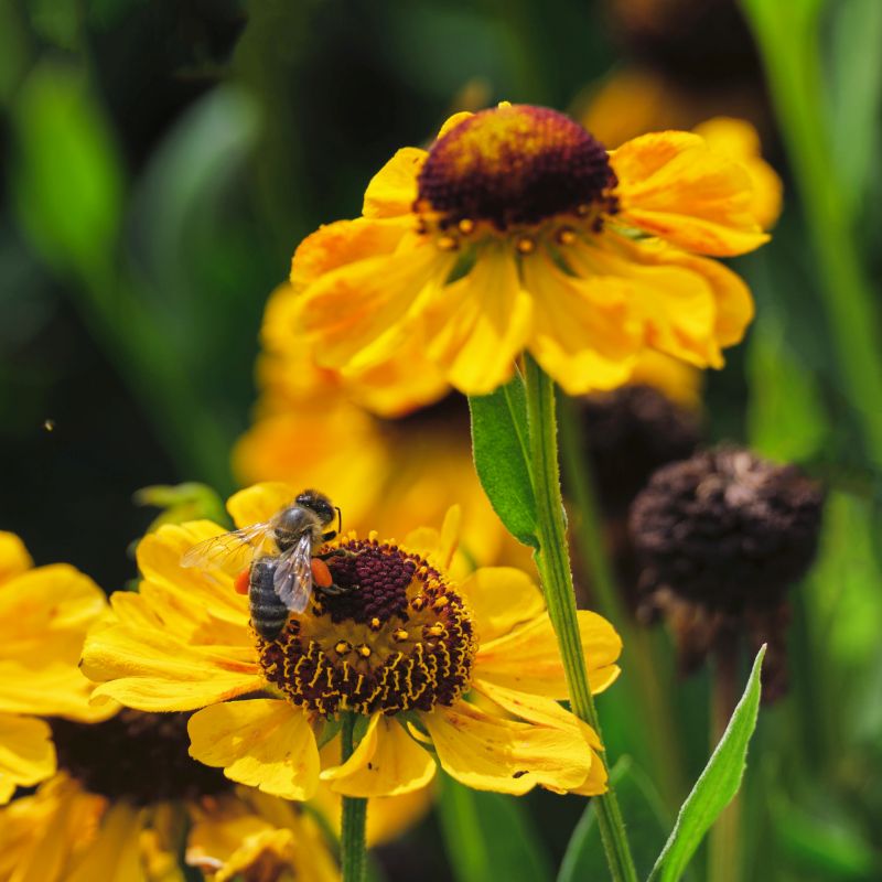 Helenium Autumn Lollipop Flower seeds for Planting Drought Tolerant Heirloom & GMO Free Seeds for Home Garden