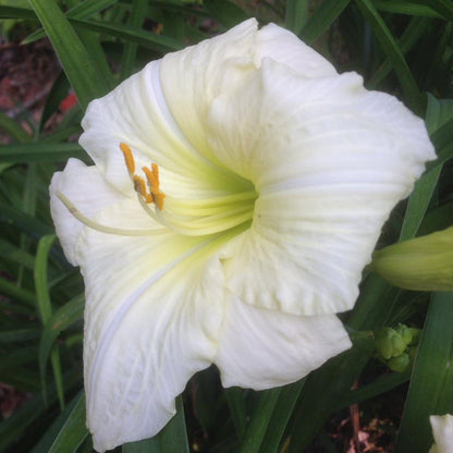 Hemerocallis Lady Elizabeth Flower seeds for Planting Low Maintenance Heirloom & GMO Free Seeds for Home Garden
