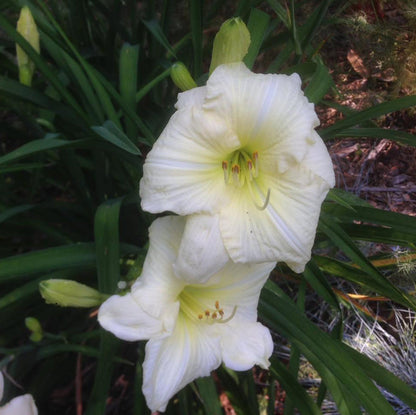 Hemerocallis Lady Elizabeth Flower seeds for Planting Low Maintenance Heirloom & GMO Free Seeds for Home Garden