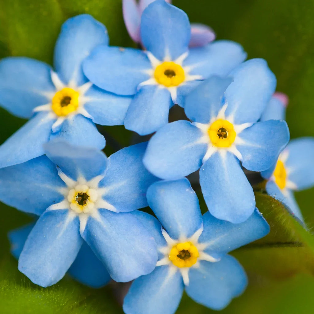Premium Forget Me Not Flower seeds for Planting Long Bloom Season, Heirloom & GMO Free Seeds for Home Garden seeds