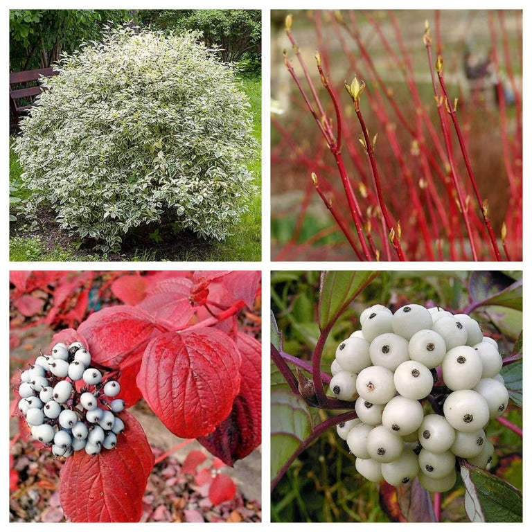 Fire and Ice Dogwood (Cornus Alba) Shrub Tree Variegated Red Bark White Berry & Flower Seeds