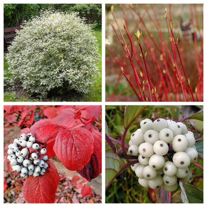 Fire and Ice Dogwood (Cornus Alba) Shrub Tree Variegated Red Bark White Berry & Flower Seeds