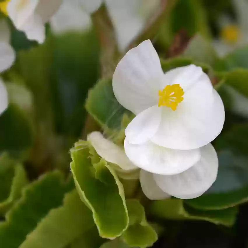 Begonia White Flower seeds for Planting Wildflower Mix, Heirloom & GMO Free Seeds for Home Garden seeds for planting