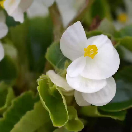Begonia White Flower seeds for Planting Wildflower Mix, Heirloom & GMO Free Seeds for Home Garden seeds for planting