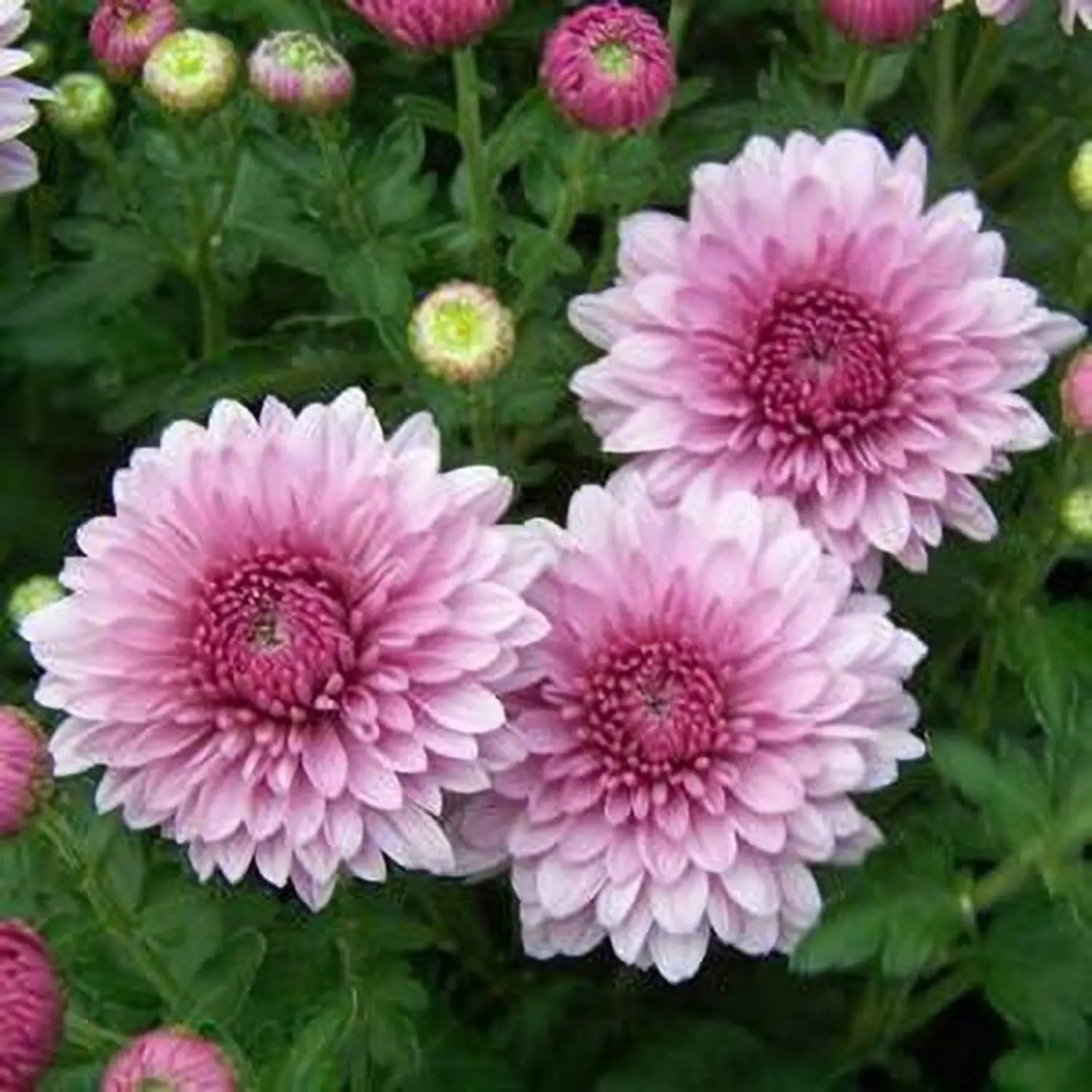 Baby Pink Chrysanthemum Flower seeds for Planting Premium Quality, Heirloom & GMO Free Seeds for Home Garden seeds for planting