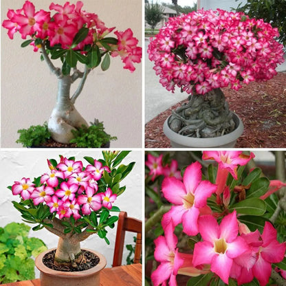 Pink White Adenium Obesum Seeds Flower seeds for Planting Garden Favorite Heirloom & GMO Free Seeds for Home Garden