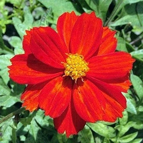 Cosmos Red Flower seeds for Planting Bright Blooms, Heirloom & GMO Free Seeds for Home Garden vegetable and garden seeds