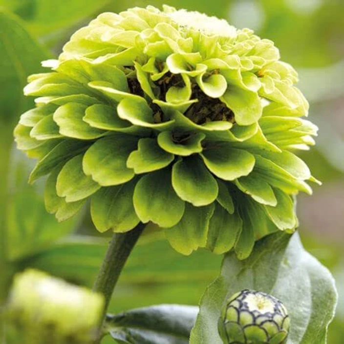Envy Zinnia Flower seeds for Planting Drought Tolerant Heirloom & GMO Free Seeds for Home Garden 
 
 Sale