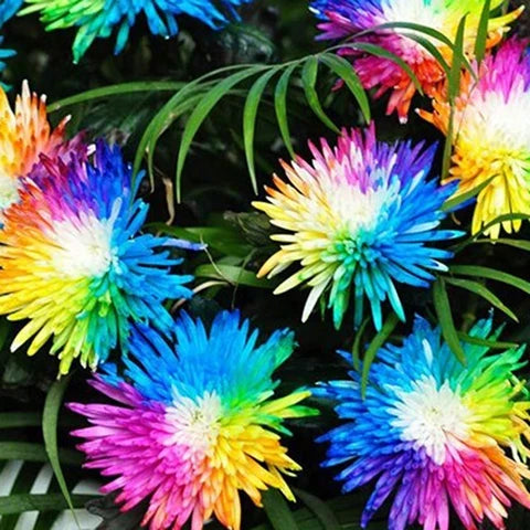 Chrysanthemum Rainbow Flower seeds for Planting Perfect for Borders, Heirloom & GMO Free Seeds for Home Garden vegetable and garden seeds