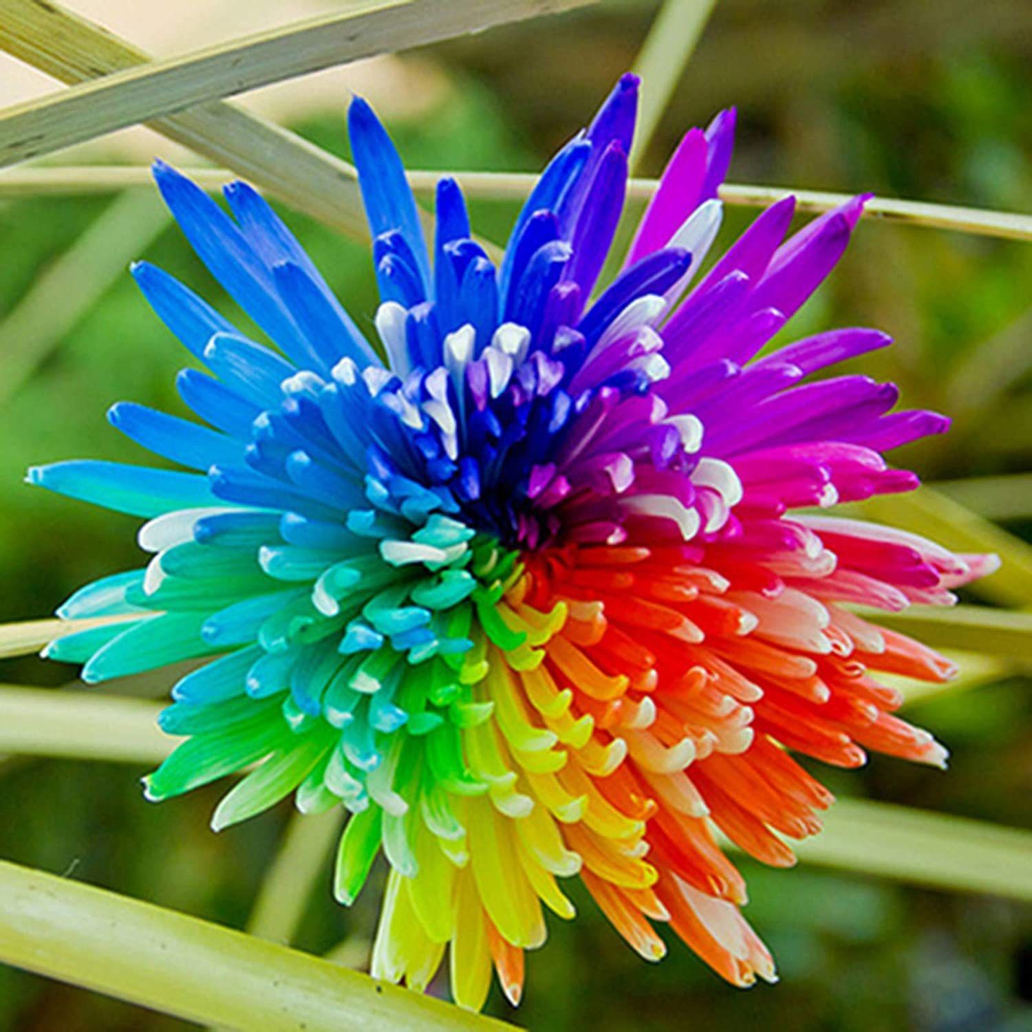 Chrysanthemum Rainbow Flower seeds for Planting Perfect for Borders, Heirloom & GMO Free Seeds for Home Garden seeds for home gardening