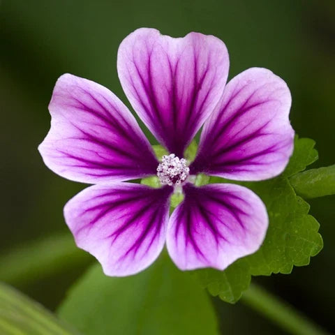 Premium Mallow Flower seeds for Planting Perfect for Borders, Heirloom & GMO Free Seeds for Home Garden seeds