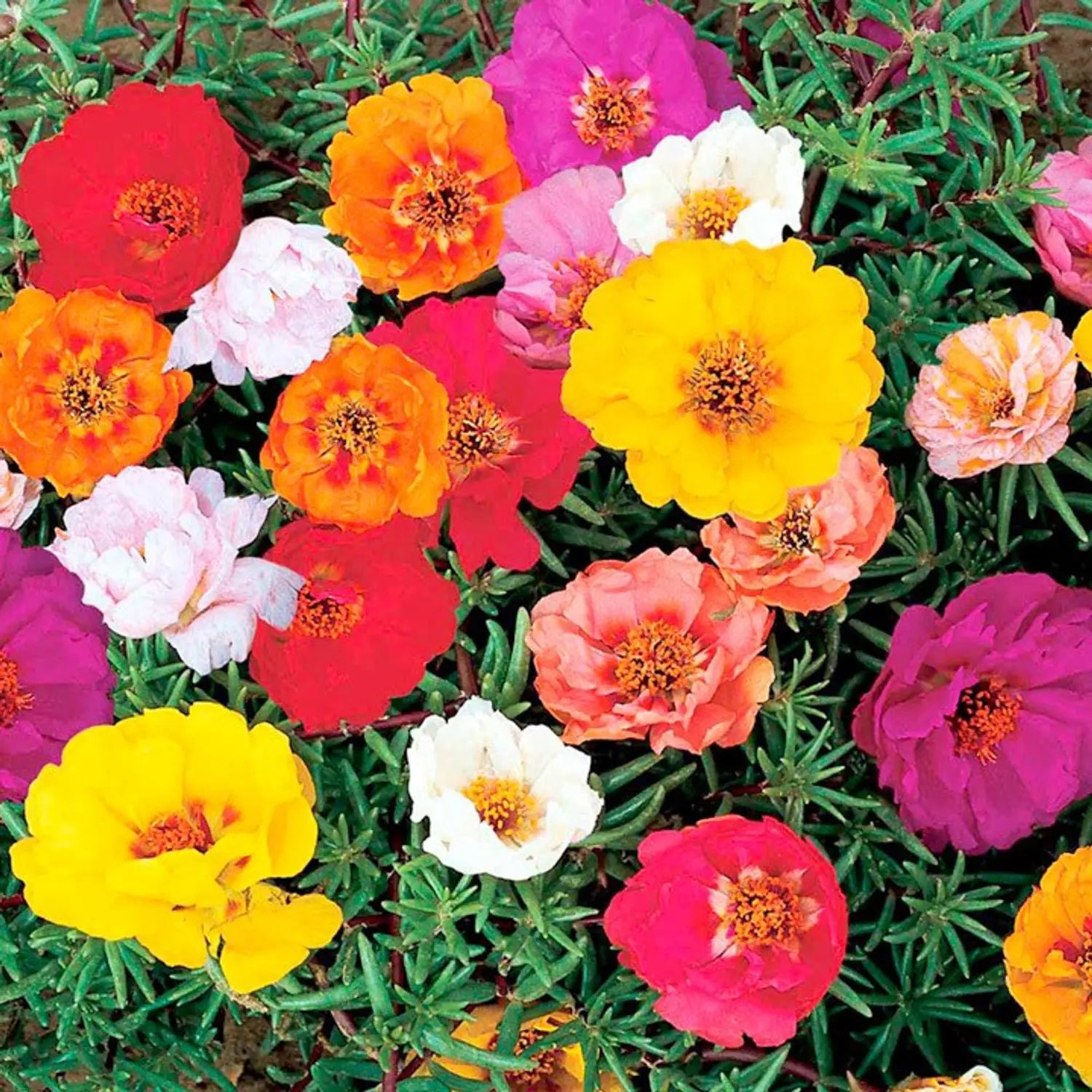 Premium Mixed Portulaca Flower seeds for Planting Colorful Display, Heirloom & GMO Free Seeds for Home Garden seeds
