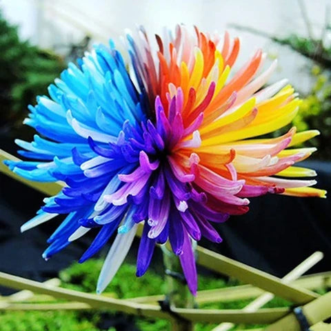 Rainbow Chrysanthemum Flower seeds for Planting Fragrant Blossoms, Heirloom & GMO Free Seeds for Home Garden seeds for planting