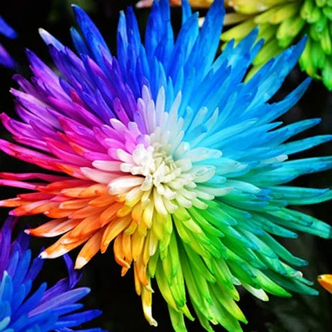 High quality Chrysanthemum Rainbow Flower seeds for Planting Perfect for Borders, Heirloom & GMO Free Seeds for Home Garden seeds pack