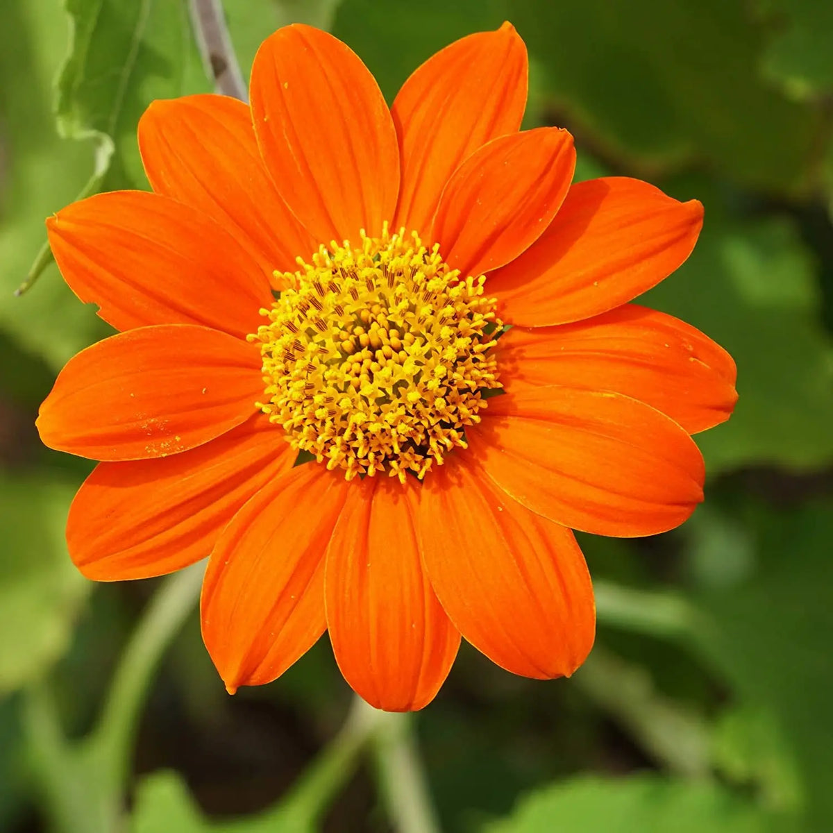 Orange Mini Sunflower Seeds for Planting, Heirloom Non-GMO Garden Seeds for Cut Flowers