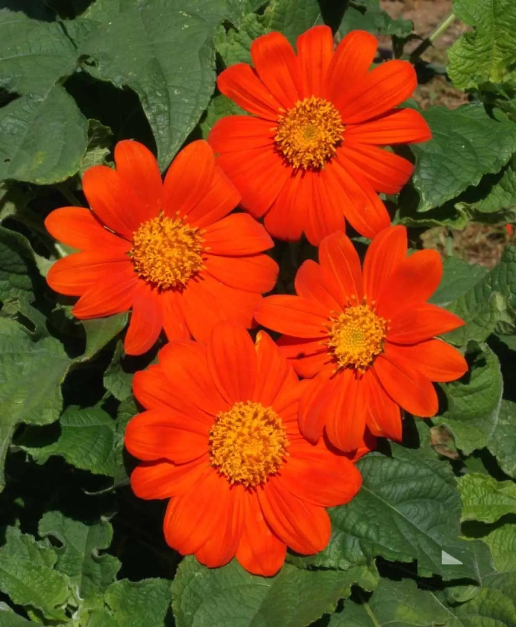 Tithonia Flower seeds for Planting Hardy Variety, Heirloom & GMO Free Seeds for Home Garden vegetable and garden seeds
