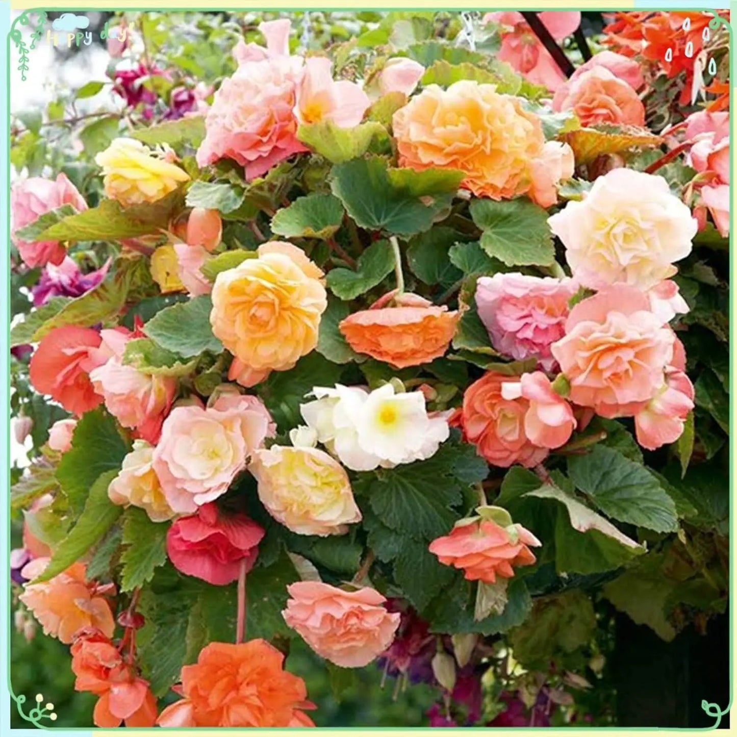 Rieger Begonia Flower seeds for Planting Drought Tolerant Heirloom & GMO Free Seeds for Home Garden