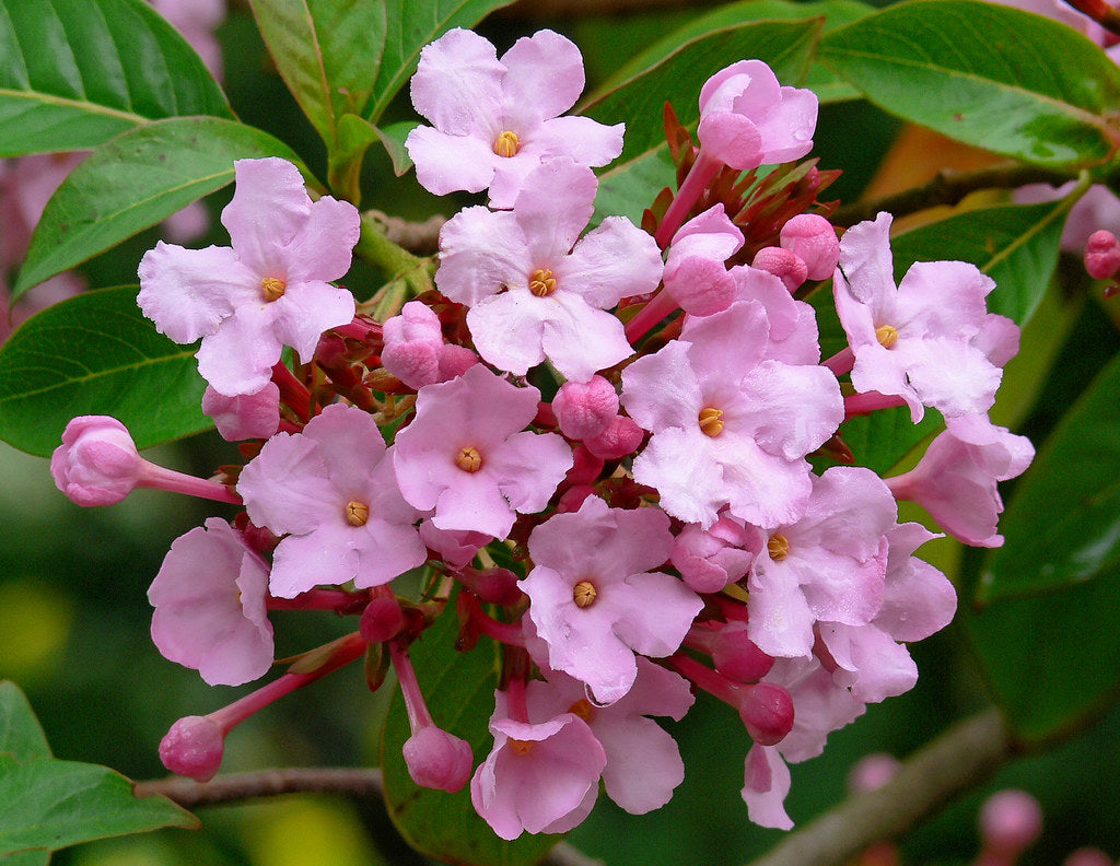 Luculia (Luculia Gratissima) seeds for planting in home garden