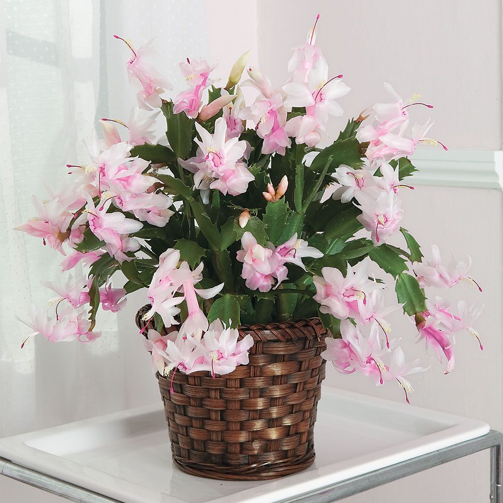 Light Pink Schlumbergera Flower seeds for Planting Wildflower Mix, Heirloom & GMO Free Seeds for Home Garden vegetable and garden seeds
