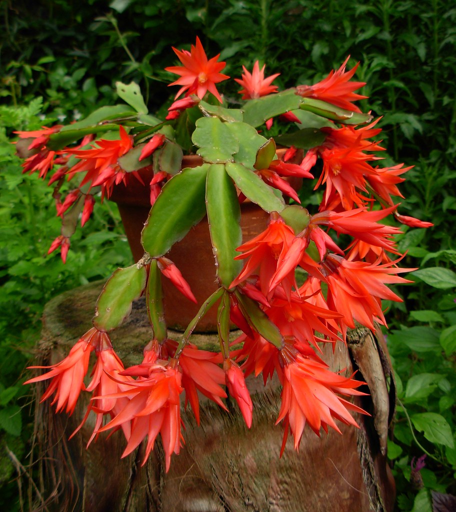 Deep Red Schlumbergera Flower seeds for Planting Premium Quality, Heirloom & GMO Free Seeds for Home Garden vegetable and garden seeds