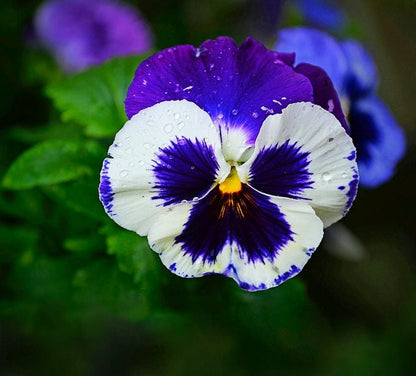 Pansy Flower seeds for Planting, Garden Favorite Heirloom & GMO Free Seeds for Home Garden
